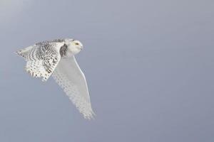 Snowy Owl, Bubo scandiacus, flying