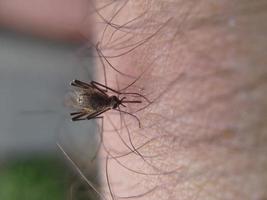 Mosquito bite photo