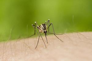 Tiger mosquito on duty photo