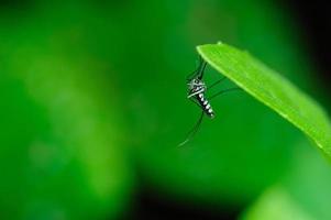 Aedes aegypti photo