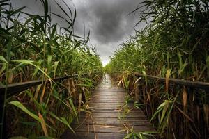 Wooden path trough the reed photo