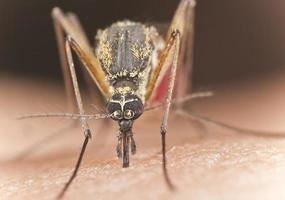 Mosquito sucking blood, extreme close-up photo