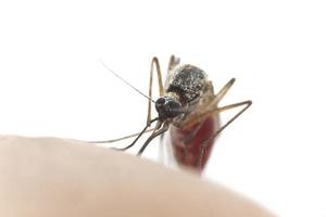 Mosquito sucking blood, macro photo with copy space