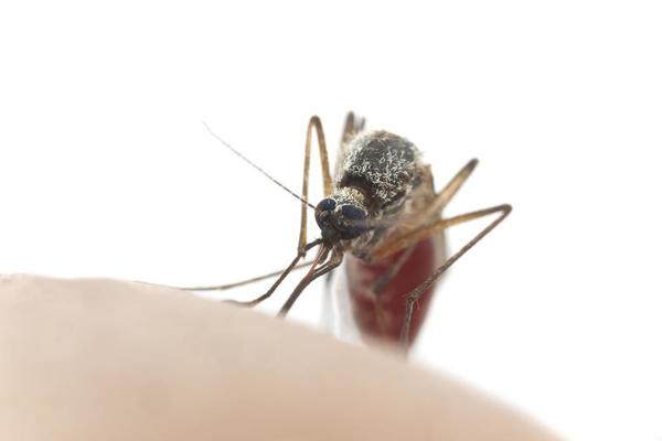 Blood sucking insect control