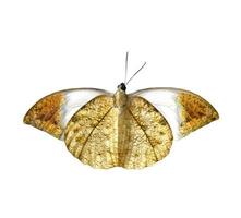 colorful butterfly isolated on white photo