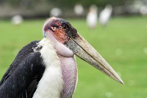 Marabou stork close up photo