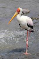 Yellow-billed Stork fishing photo