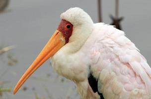 Yellow-billed Stork photo