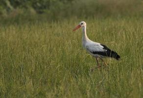 White Stork in the field photo