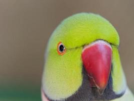 beautiful red beek parrot