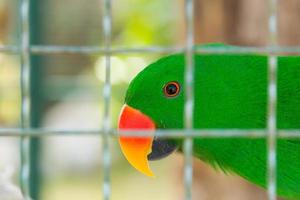 Eclectus parrot in bird cage closeup photo