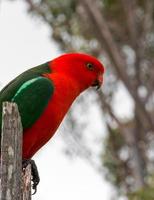 King Parrot perched on fence in Drouin Victoria Australia