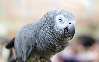 Grey Parrot photo