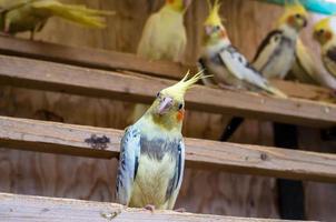 yellow parrot photo