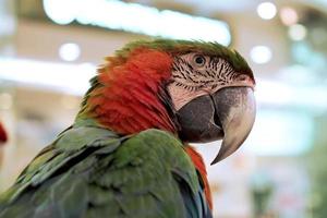 macaw parrot photo