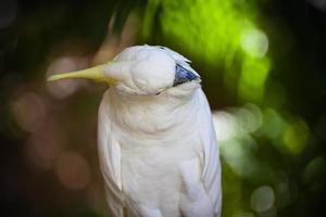 Cockatoos photo