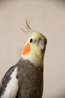 Corella Parrot Portrait