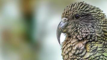 Kea parrot (Nestor notabilis) portrait (cropped version). photo
