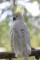 White parrot sitting on a branch. Белый попугай сидит на ветке. photo