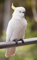 Sulphur Crested Cockatoo photo