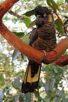 Black cockatoo perched on a branch photo