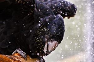 Red-Tailed Black Cockatoo Taking a Bath
