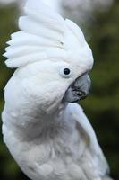 Sulphur-crested Cockatoo Parrot photo