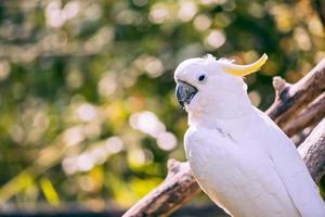 close up of yellow crested cockatoo with blurred foliage background