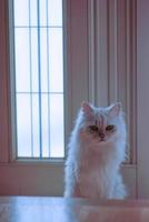 doorkeeper cat