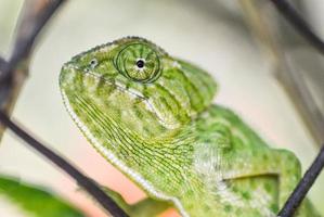 Chameleon Portrait