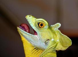 Head chameleon selective focus on eye photo
