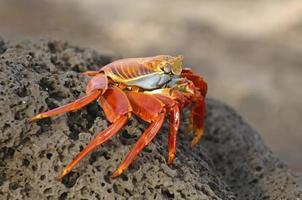 Sally Lightfoot Crab, Galapagos Islands, Ecuador photo