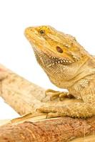 Close up of Bearded dragon isolated on white. photo