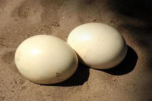 Ostrich egg photo