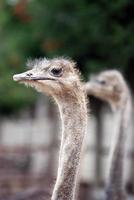 Young ostrich photo
