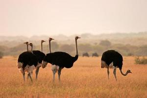 Ostriches in a field by themselves photo