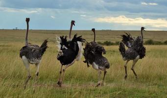 avestruces en kenia foto
