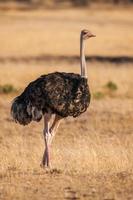 Avestruz macho salvaje caminando sobre las llanuras rocosas de África. cerca foto