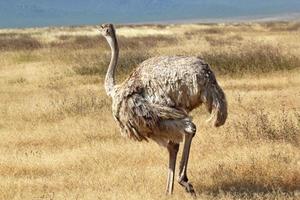 Female ostrich looking around photo