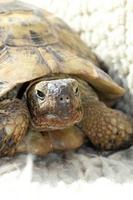 Turtle's face photo