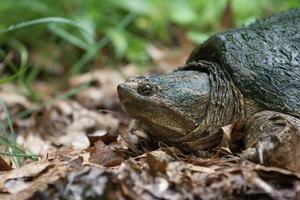 Common snapping turtle photo
