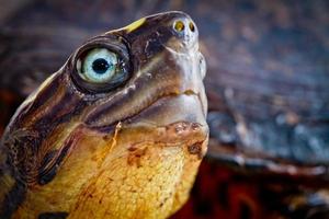 Turtle close up photo
