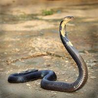 Cobra photo