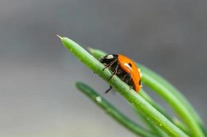Ladybug on grass green on background. photo