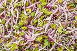 Closeup of Alfalfa Sprouts photo