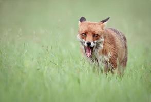 Fox Snarl