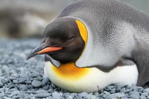 King Penguins, Macquarie Island photo