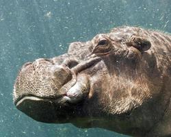 hippopotamus underwater photo