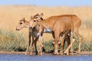 Wild Saiga antelopes in steppe near watering pond photo