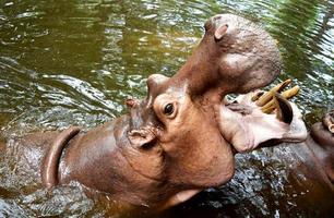 hipopótamo gigante abrió su boca en el agua.